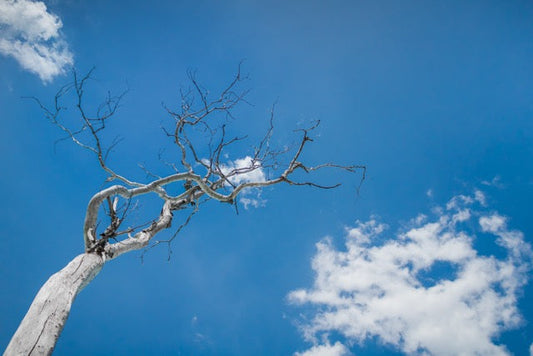 Rebirth Through Death – The Purifying Power of Palo Santo